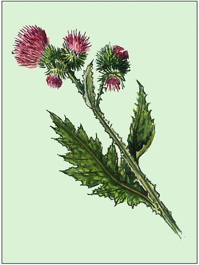 Berg-Distel