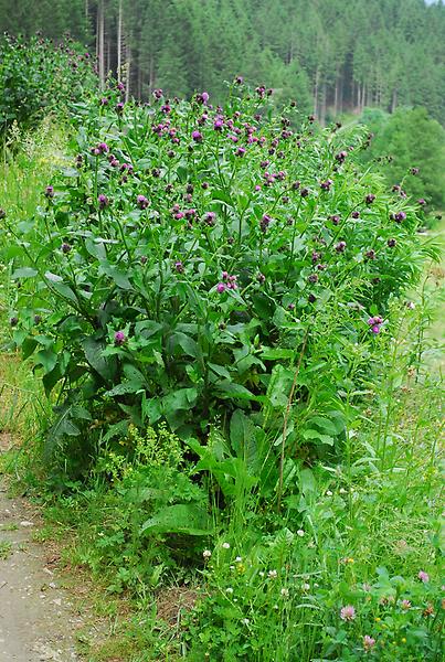 Berg-Distel