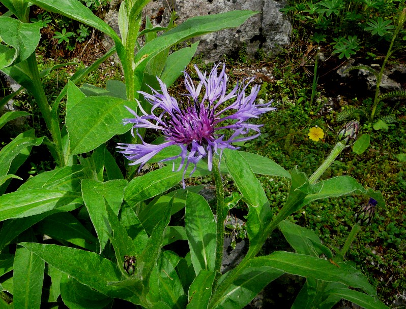 Bergflockenblume