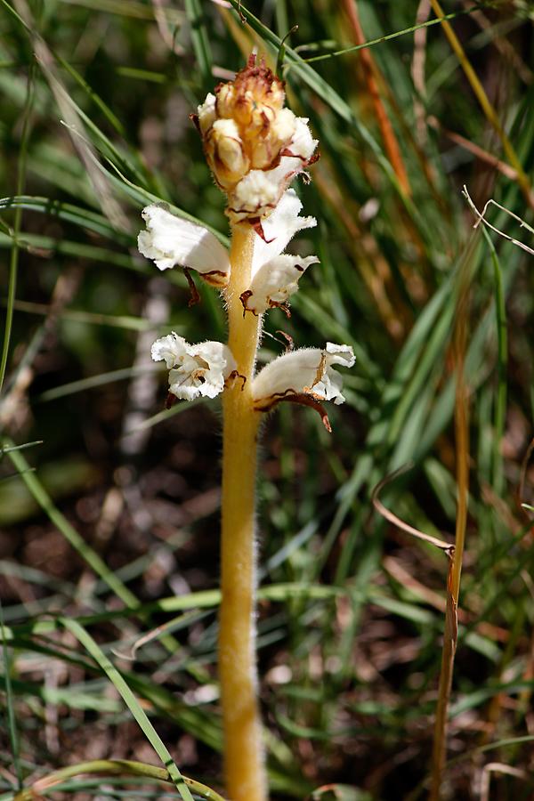 Bitterkraut Sommerwurz