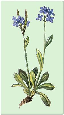 Bild nach Schliefsteiner Blaue Gänsekresse Flora Natur im Austria