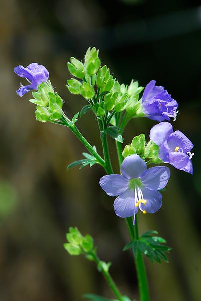 Blaue Himmelsleiter