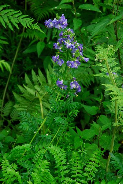 Blaue Himmelsleiter