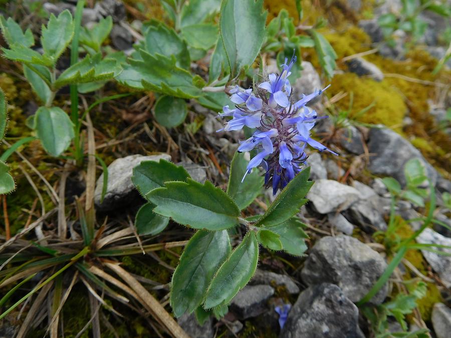 Dolomiten-Ehrenpreis