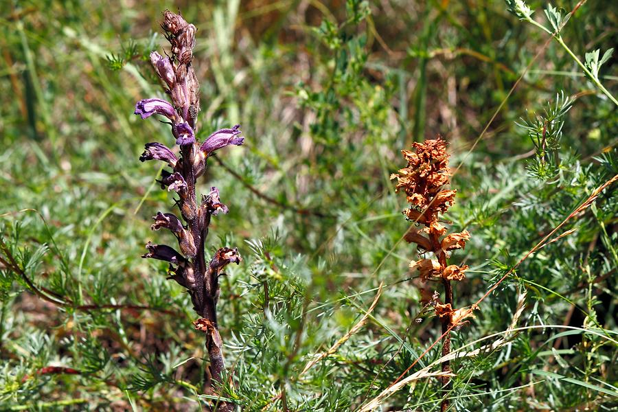 Blaugraue Sommerwurz