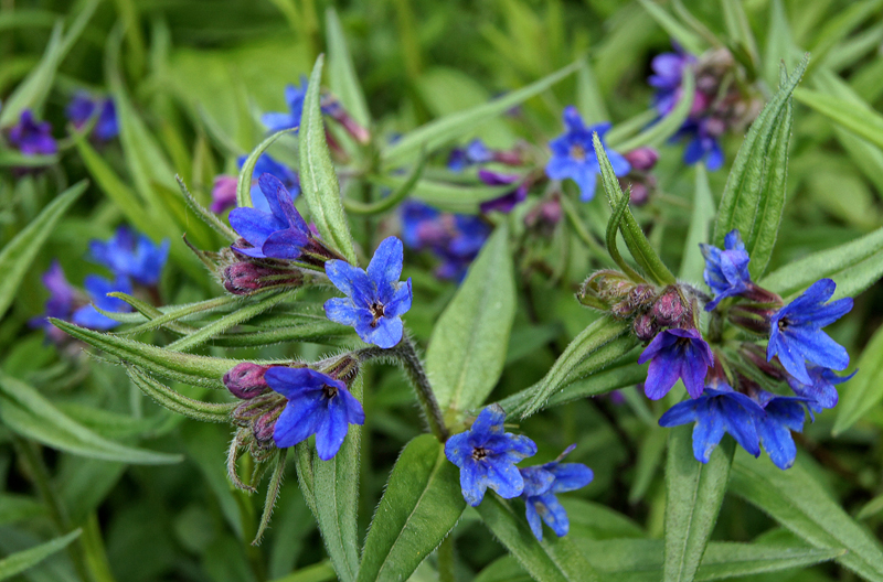 Blauroter Steinsame