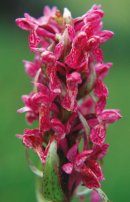 Butrotes Knabenkraut, Detail