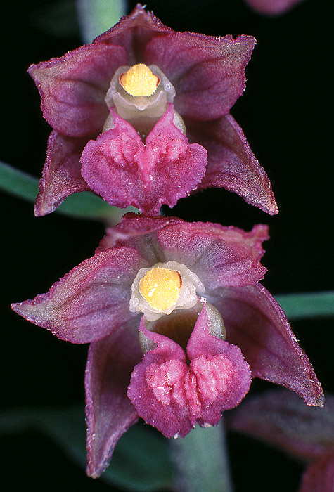 Braunrote Stendelwurz, Detail