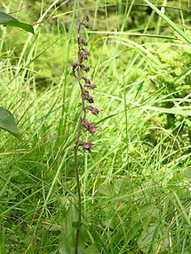 Braunrote Stendelwurz (1)