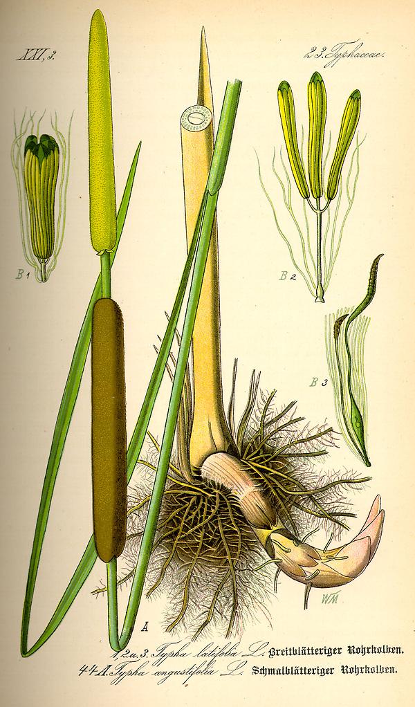 tafel_044_Typha.jpg