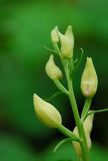 Blüten, geschlossen