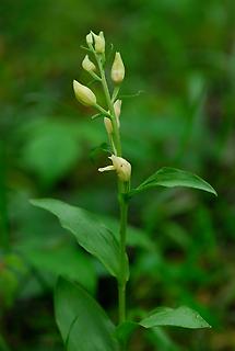 geschlossene Blüten