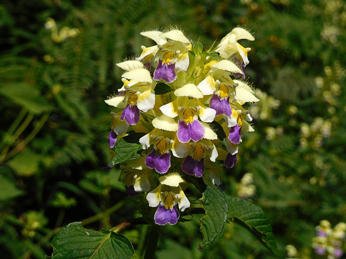 Bunter Hohlzahn - Blüte