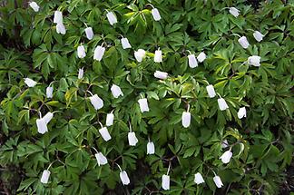 geschlossene Blüten