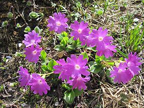 Clusius-Primeln in voller Blüte