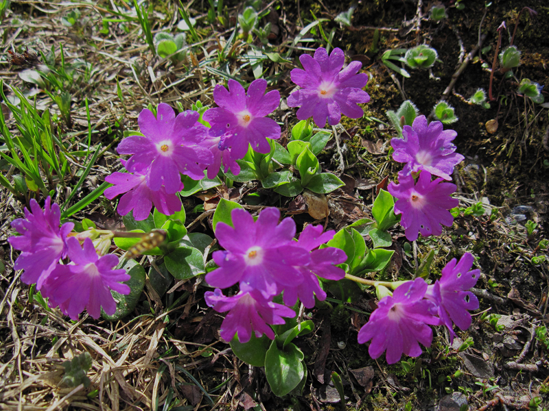 Clusius-Schlüsselblume