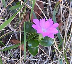 Einzelne Blüte