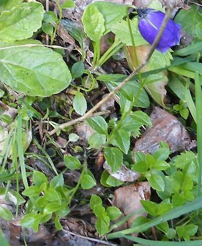 Campanula_pulla