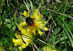 Alpen-Wundklee mit Hummel