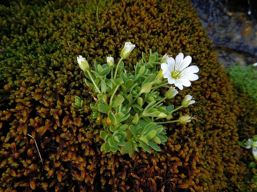 Einblüten-Hornkraut