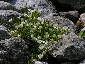 Einblüten-Hornkraut (2)