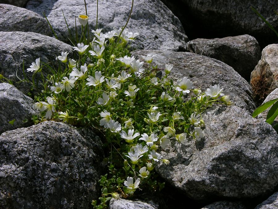 Einblüten-Hornkraut