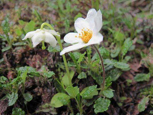 Einblütiges Wintergrün