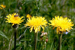 Ferkelkraut Blüten