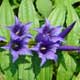 Bild 'Gentiana_asclepiadea_Schwalbenwurz_Enzian'