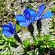 Bild 'Gentiana_brachyphylla_Kreuzblatt_Enzian'