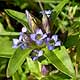 Bild 'Gentiana_cruciata_Kreuz_Enzian'