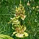 Bild 'Gentiana_lutea_vard_Suedostalpen_Gelb_Enzian'