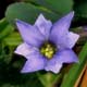 Bild 'Gentiana_prostrata_Liege_Enzian_Niederliegender_Enzian'