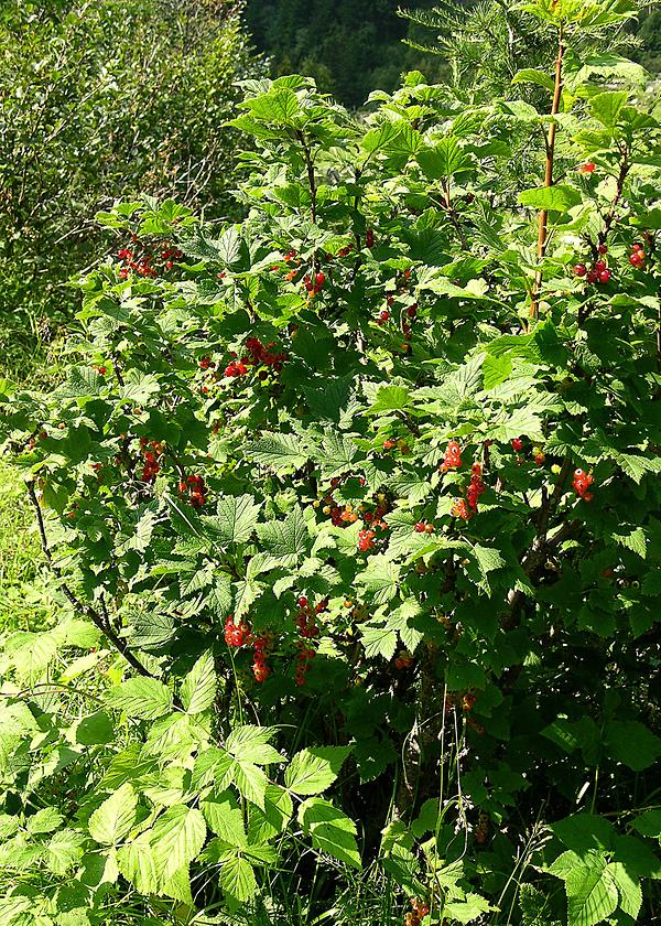 Felsen-Johannisbeere