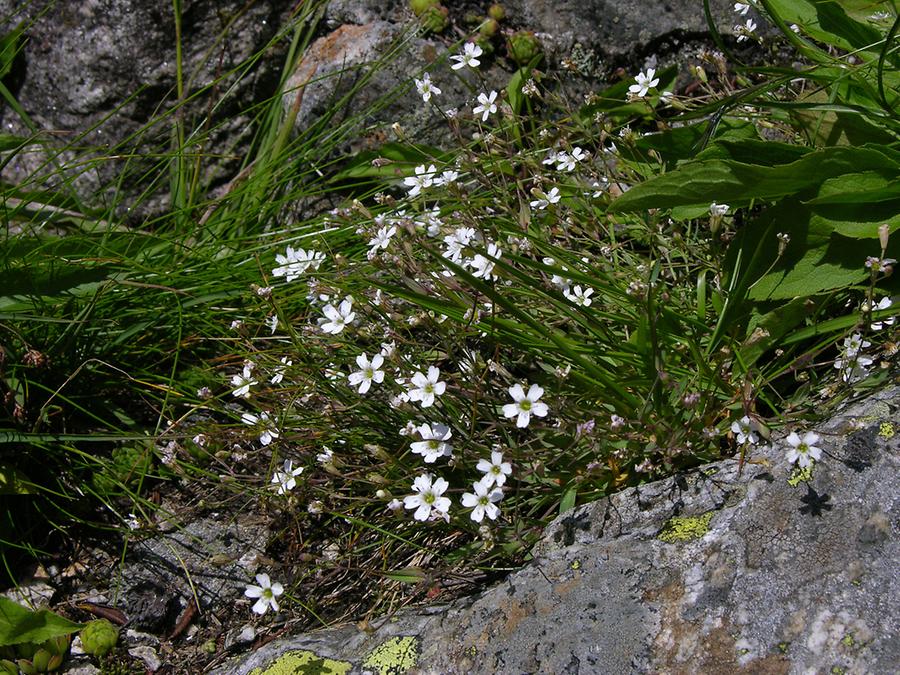 Felsen-Leimkraut