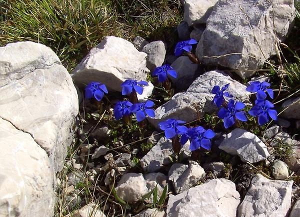 Gentiana verna, © Wolfgang Danninger