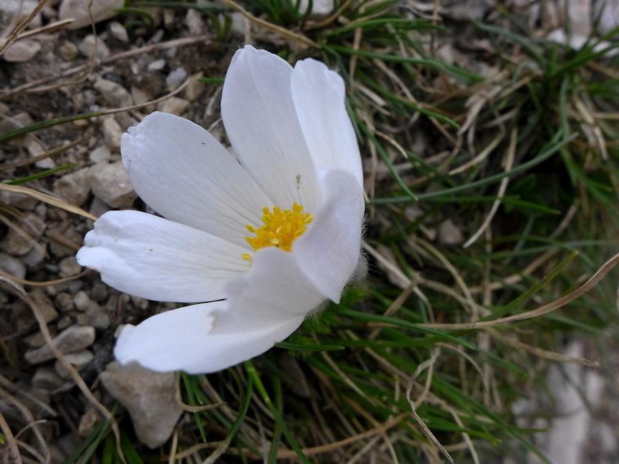 Frühlings-Küchenschelle