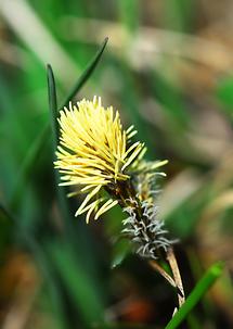 Blüte, Detail