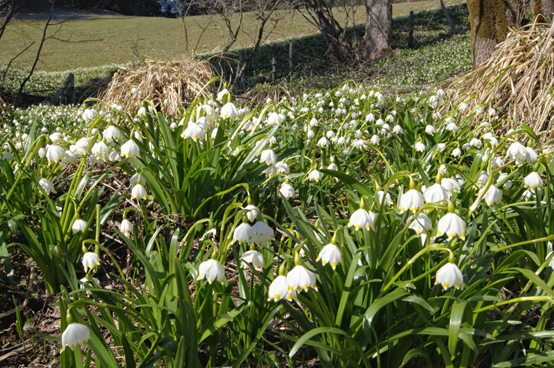 Frühlingsknotenblumen, © Foto Fritz Bayerl