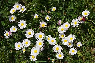 Gänseblümchen von oben