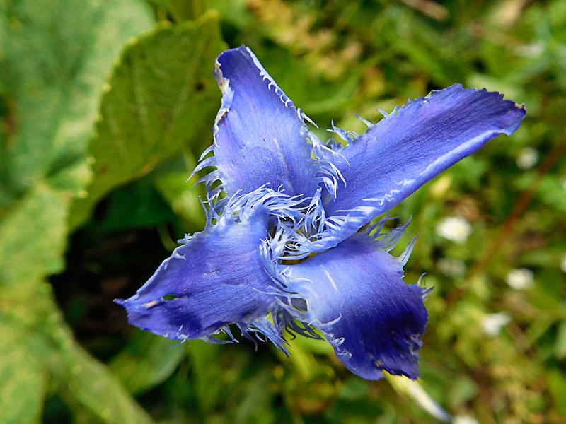 An der Blüte erkennt man seinen Namen