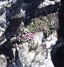 Steinbrech auf Felsen