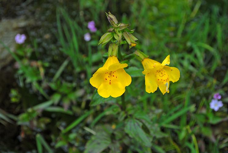 Gelbe Gauklerblume