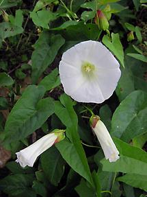 geöffnete und geschlossene Blüten