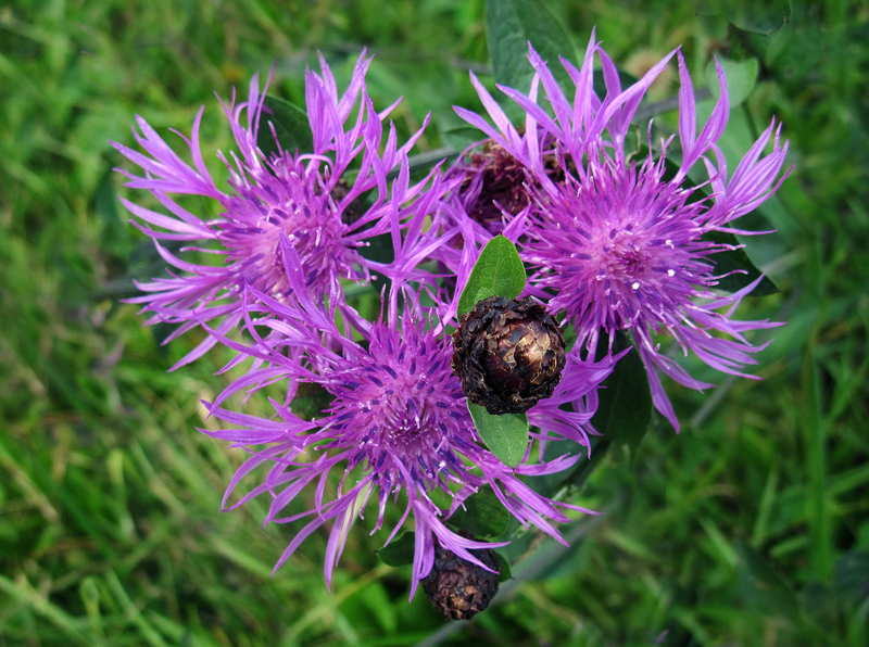 Gemeine Flockenblume