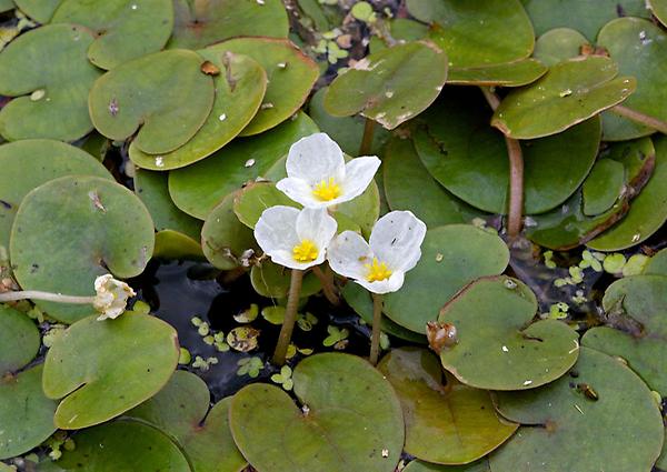 Gemeiner Froschbiss