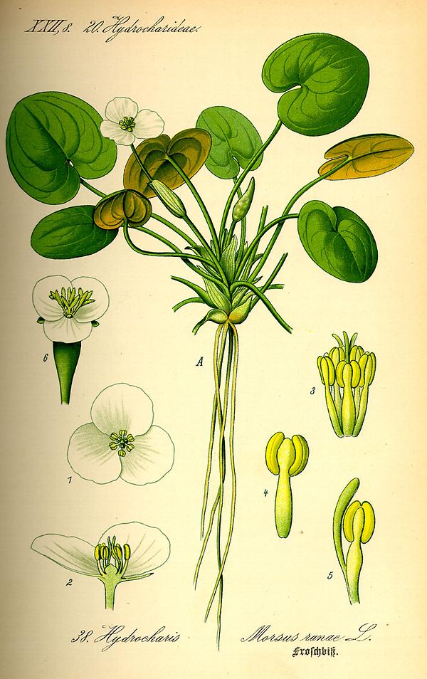 tafel_038_Hydrocharis morsus-ranae.jpg