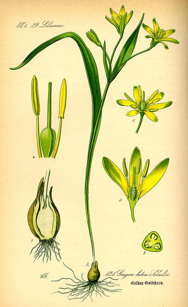 tafel_123_Gagea lutea.jpg