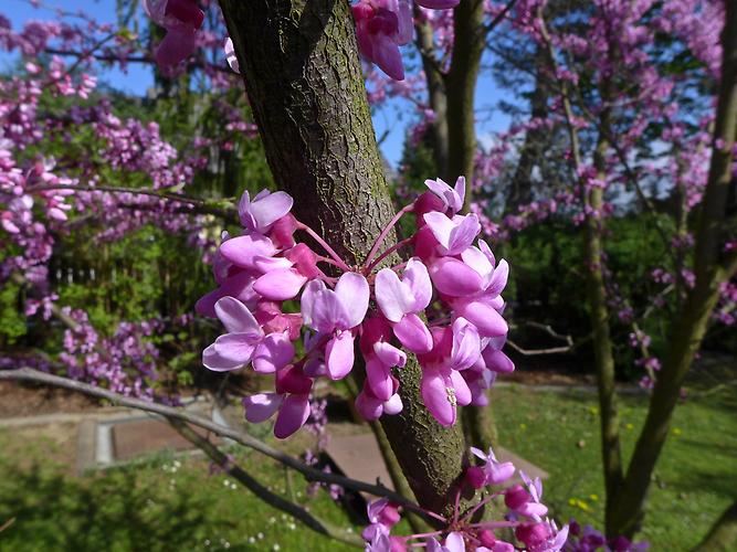 Gemeiner Judasbaum