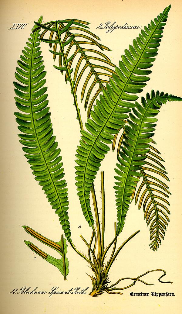 tafel_013_Blechnum spicant.jpg